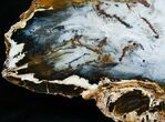 Gorgeous Hubbard Petrified Wood Slab - x #5025-2